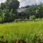 land for leasehold sale in canggu bm495 1